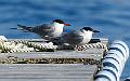 Makrellterne - Common Tern (Sterna hirundo)